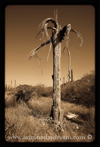 Saguaro Relics
